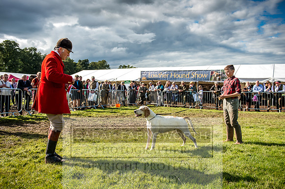 Lowther Hound Show 2017-133