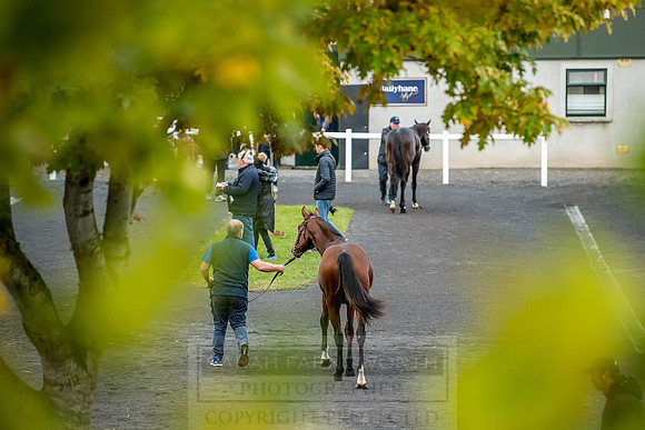 Goffs Orby 2018 Day 2-11