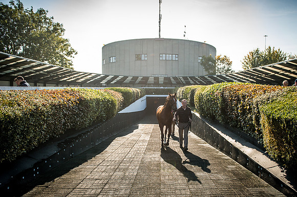 Goffs Orby 2015 -519