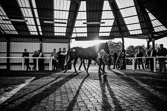 Goffs Orby 2015 -441 bw