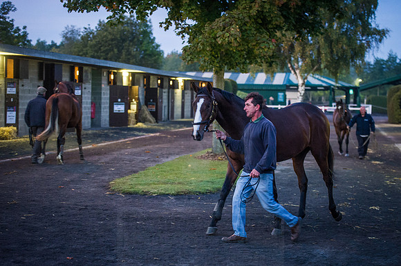 Goffs Orby 2015 -22