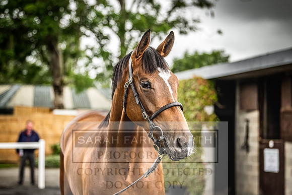 Goffs Land Rover Sale 2022-543