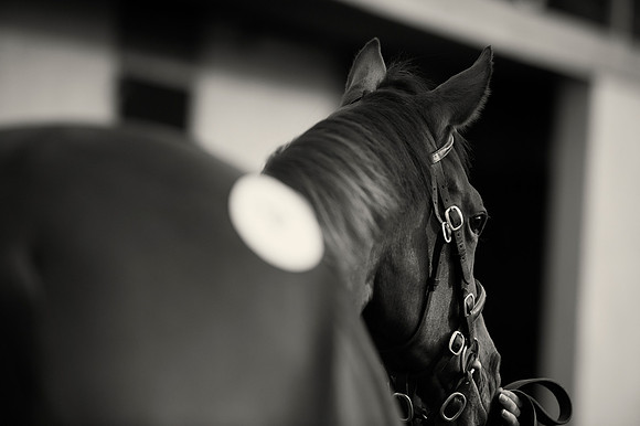 Goffs Orby14 CF1 251 bw