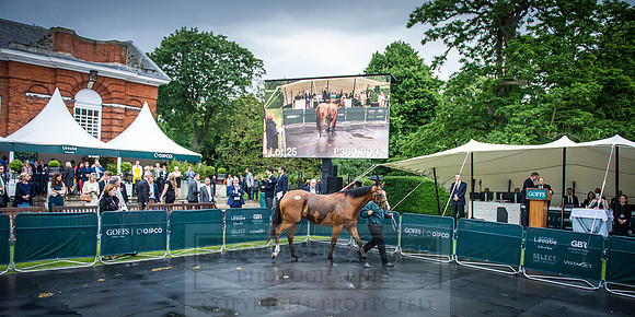 Goffs London Sale 2016-381
