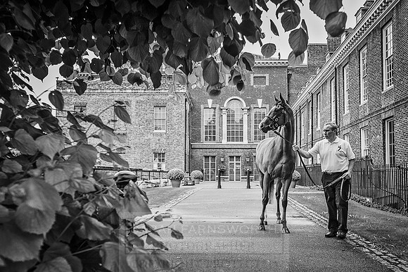 Goffs London Sale 2016-76