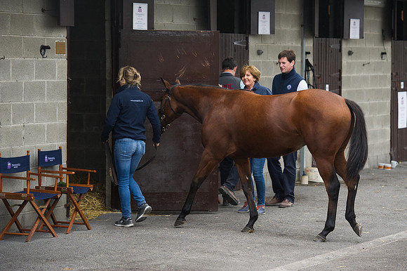 Goffs Orby14 CF5 630