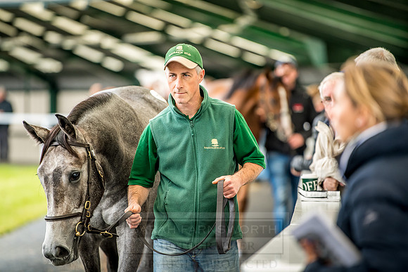 Goffs Orby 2018 Day 2-107