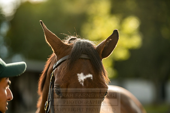 Goffs Orby 2018 Day 1-334