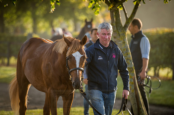 Goffs Orby 2015 -452