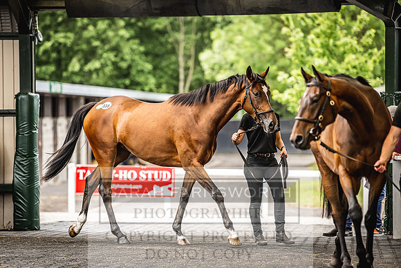Goffs Land Rover Sale 2022-642