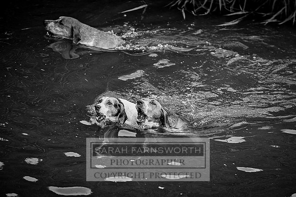 Desmond 060616-86 bw
