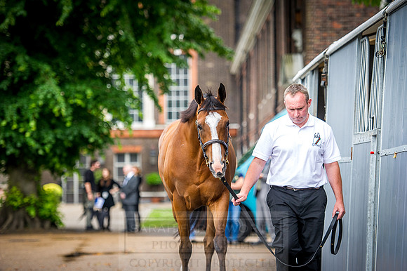 Goffs London Sale 2016-56