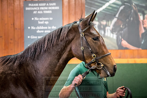 Goffs Orby 2018 Day 2-152