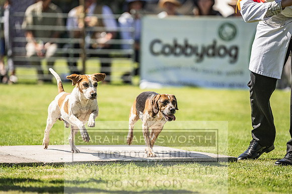 Rydal Hound Show 2022-73
