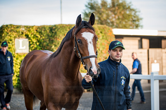 Goffs Orby 2015 -118