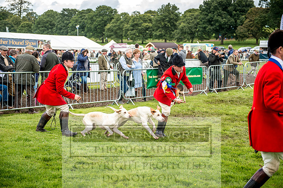 Lowther Hound Show 2017-84