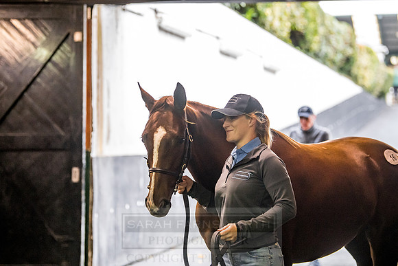 Goffs Orby 2018 Day 1-188