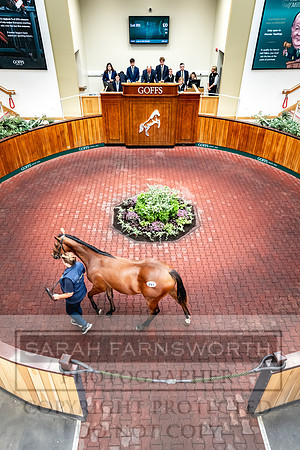 Goffs UK PY24-377