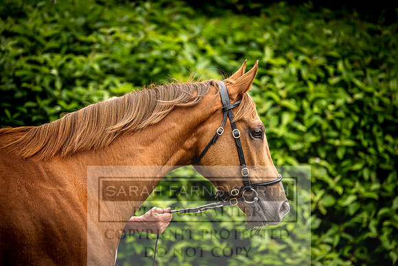 Goffs Land Rover Sale 2022-386