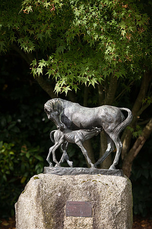 Goffs Orby14 CF5 449