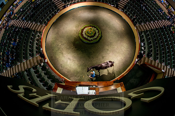 Goffs Orby 2018 Day 1-159