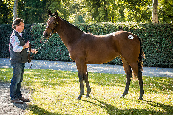Goffs Orby 2015 -620