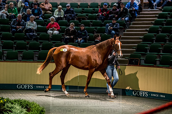 Goffs Orby 2018 Day 1-194