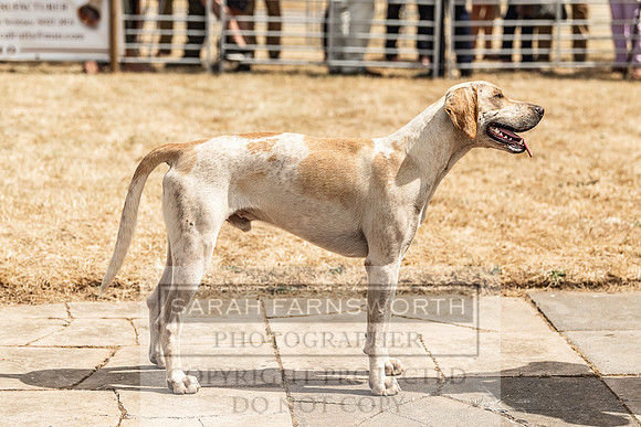 Honiton Hound Show 2022-138