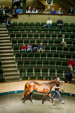 Goffs Orby 2015 -554