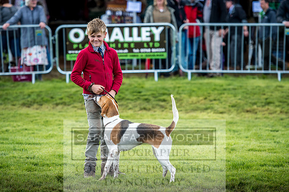 Lowther Hound Show 2017-69
