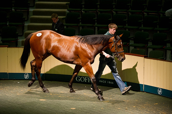 Goffs Orby14 CF5 109