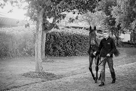 Goffs Orby 2015 -148 bw