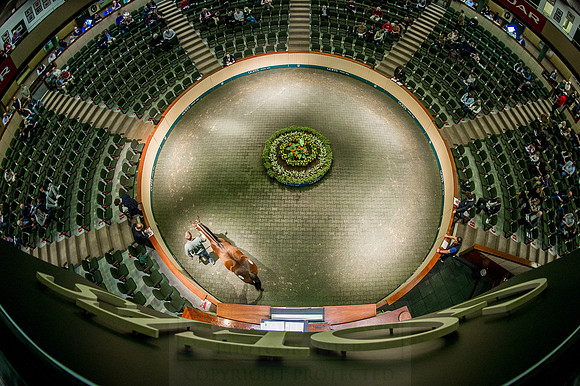 Goffs Orby 2015 -572