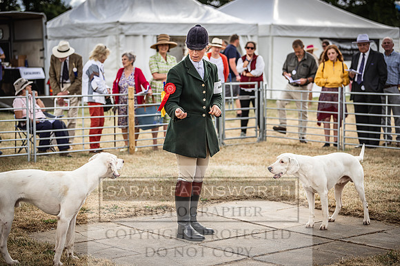Honiton Hound Show 2022-35
