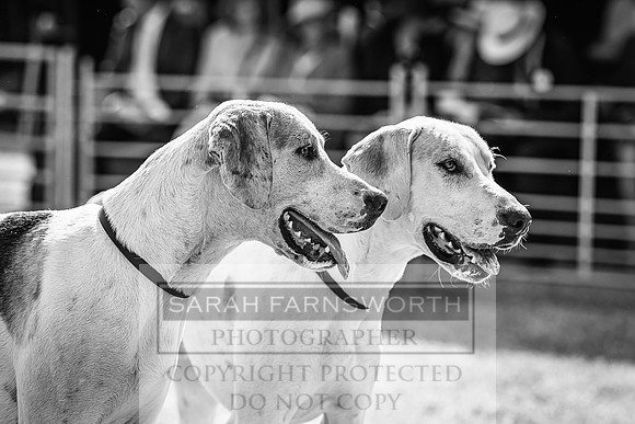 Honiton Hound Show 2022-86