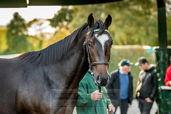 Goffs Orby 2018 Day 1-360
