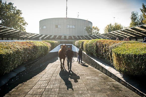 Goffs Orby 2015 -513