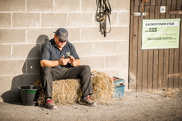 Goffs Orby 2015 -227