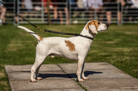 Rydal Hound Show 2022-5