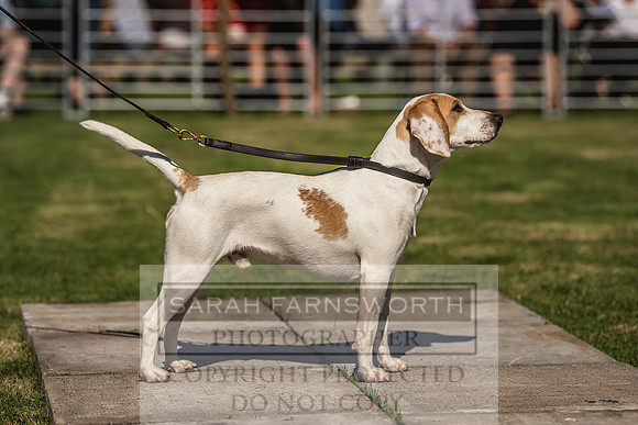 Rydal Hound Show 2022-5