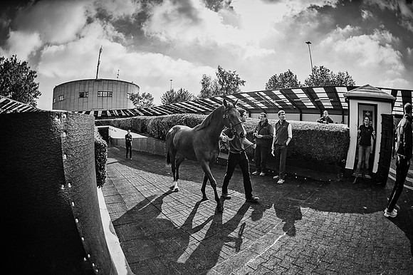 Goffs Orby 2015 -592 bw