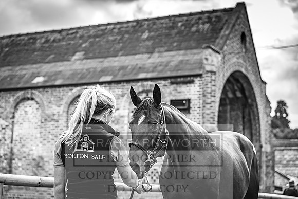 Goffs Yorton Sale 2022-201