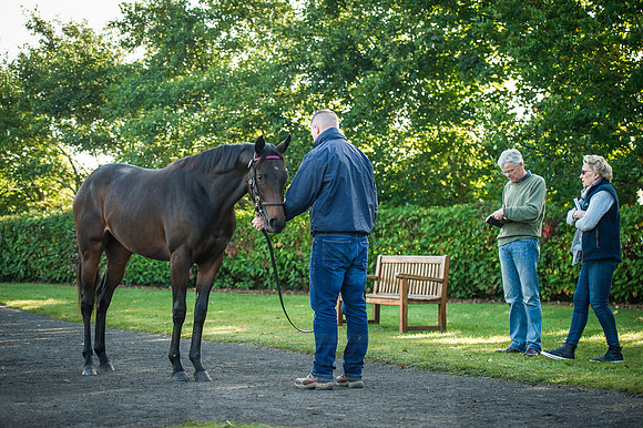 Goffs Orby 2015 -197