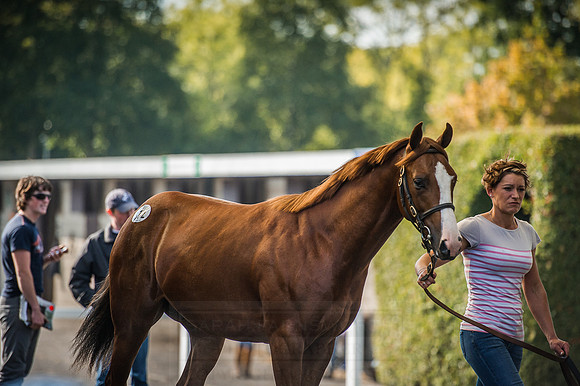 Goffs Orby 2015 -598