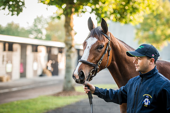 Goffs Orby 2015 -113