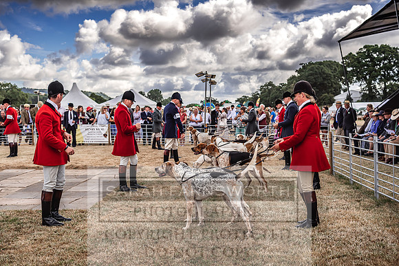 Honiton Hound Show 2022-15