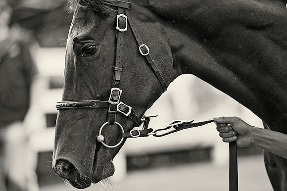 Goffs Orby14 CF5 423