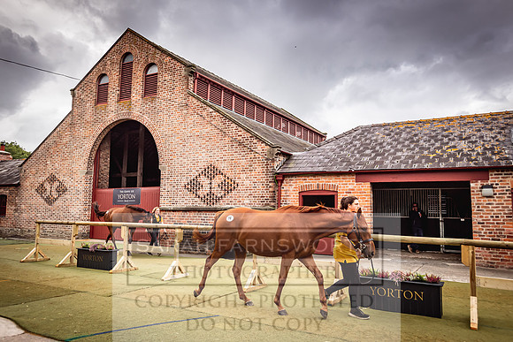 Goffs Yorton Sale 2022-90