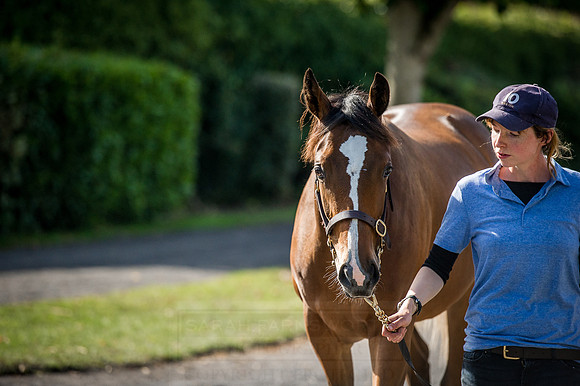 Goffs Orby 2015 -273