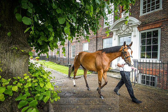 Goffs London Sale 2016-83